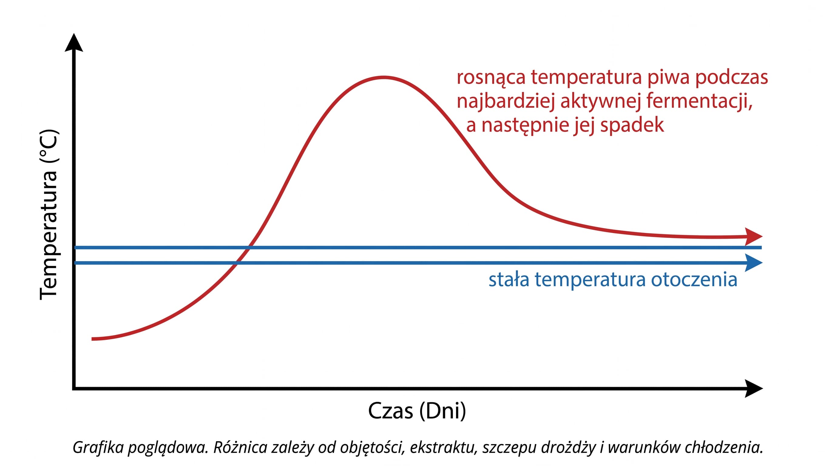 Temperatura piwa może wzrosnąć powyżej temperatury pomieszczenia podczas aktywnej fermentacji